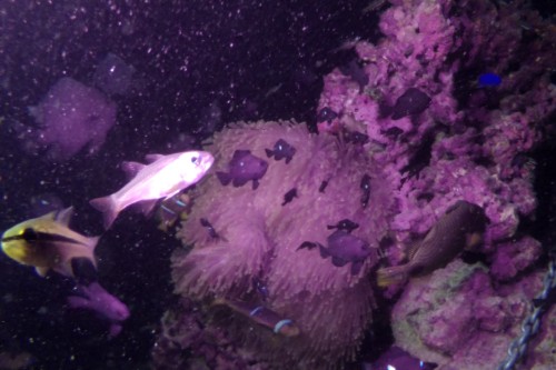 Still from video of reef at night exposed to artificial light